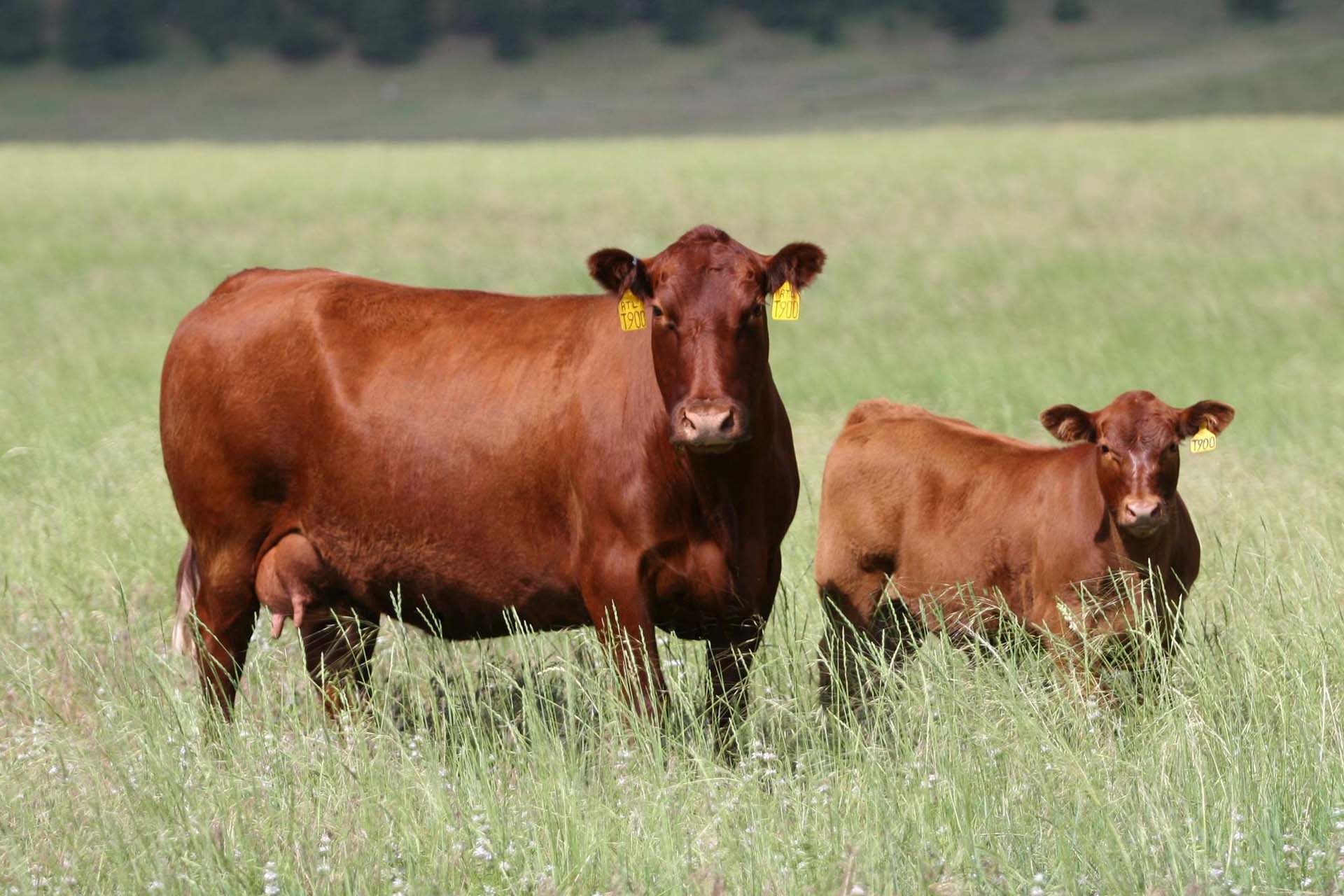 Red angus