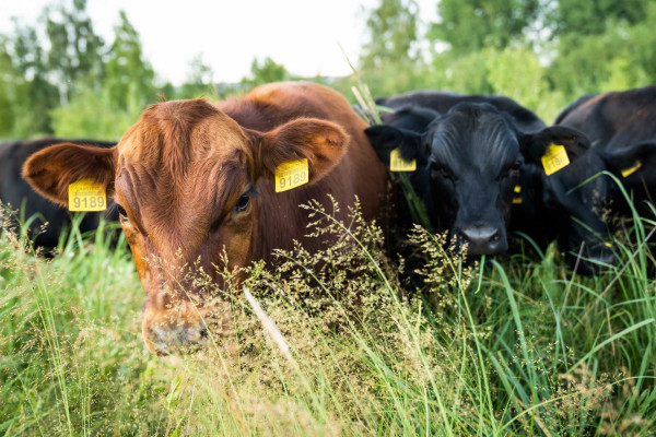 Black Angus та Red Angus: специфіка порід та чому ми вирощуємо саме їх