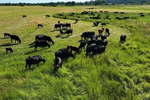 Що таке Grass-Fed та з чим його «їдять»