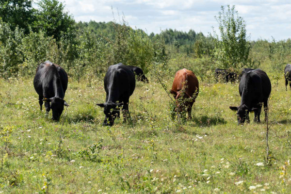 Grain-Fed: особливості технології зернового вигодовування