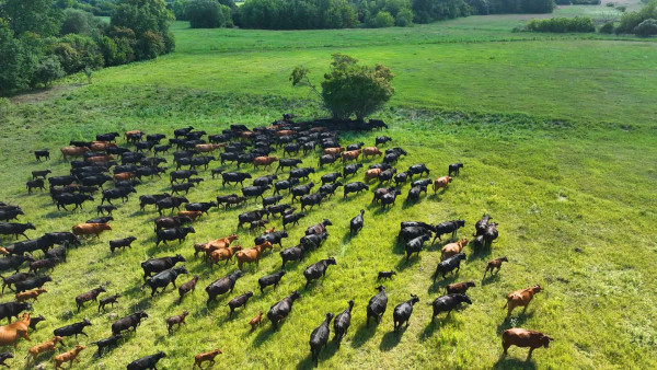 Наші тварини