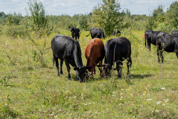 Наші тварини